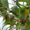 A wild Peach-fronted Conure forages in a tree