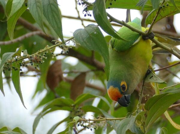 A wild Peach-fronted Conure forages in a tree