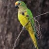 A wild Peach-fronted Conure feeds on berries