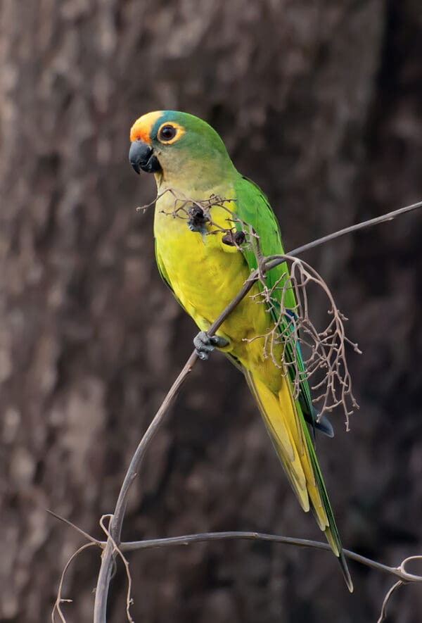 A wild Peach-fronted Conure feeds on berries
