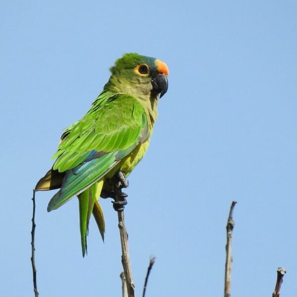 A wild Peach-fronted Conure perches atop a twig