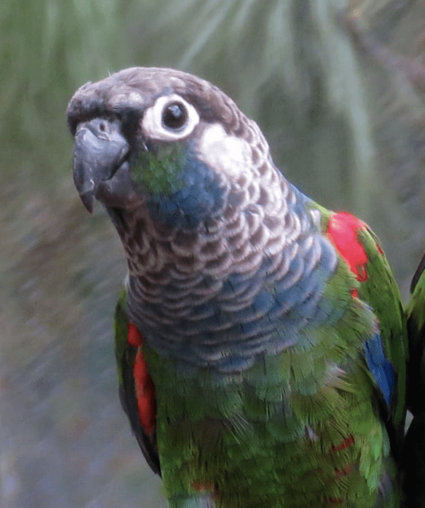 Closeup of a Pearly Conure