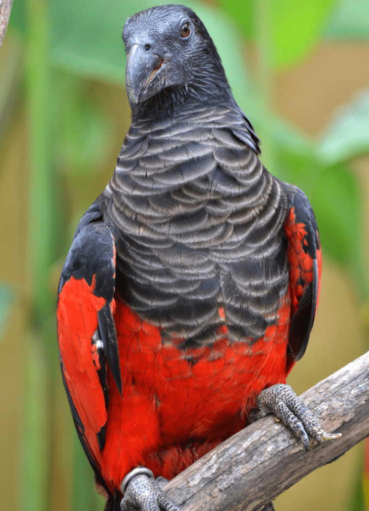 Pesquet s Parrot World Parrot Trust