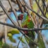 A wild Pfrimer's Conure perches on a branch