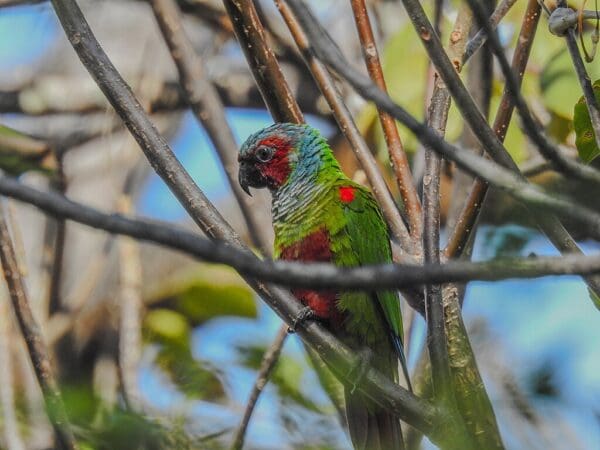 A wild Pfrimer's Conure perches on a branch