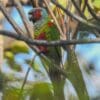 A wild Pfrimer's Conure perches on a branch