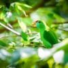 A wild Philippine Hanging Parrot feeds in a tree