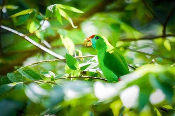 A wild Philippine Hanging Parrot feeds in a tree