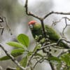 A wild male Pileated Parrot feeds on fruits