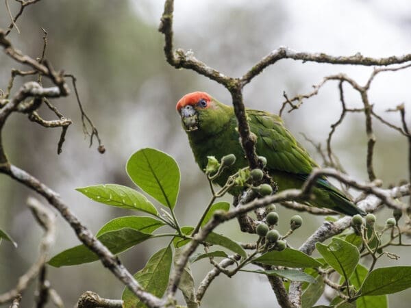 A wild male Pileated Parrot feeds on fruits