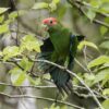 A wild Pileated Parrot stretches its wings