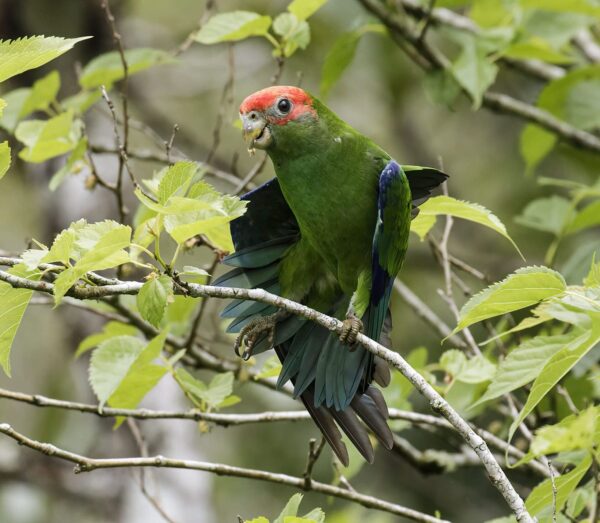 A wild Pileated Parrot stretches its wings