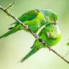 © Corey Raffel Wild Plain Parakeets preen each other
