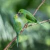 © Corey Raffel Wild Plain Parakeets interact