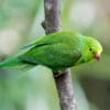 © Corey Raffel A wild Plain Parakeet clings to a branch