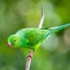 © Corey Raffel A wild Plain Parakeet clings to a branch