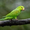 © Corey Raffel A wild Plain Parakeet perches on a branch