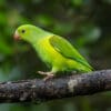 © Corey Raffel A wild Plain Parakeet perches on a branch