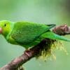 © Corey Raffel A wild Plain Parakeet perches on a branch