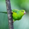 © Corey Raffel A wild Plain Parakeet clings to a branch