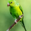 © Corey Raffel A wild Plain Parakeet perches on a twig
