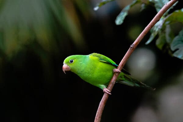 A wild Plain Parakeet clings to a branch