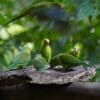 © Daniel S. Katz, CC BY 4.0 via Wikimedia Commons Wild Plain Parakeets perch on a limb