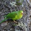 A wild Plain Parakeet perches on a log