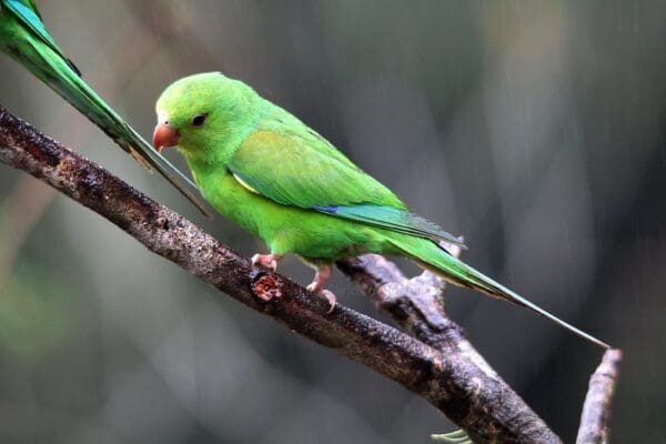 A wild Plain Parakeet perches on a branch