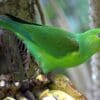 © ** Tiemi **, CC BY-SA 2.0 via Wikimedia Commons A wild Plain Parakeet perches on a feeder
