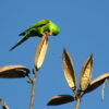 A wild Plain Parakeet feeds on seed pods