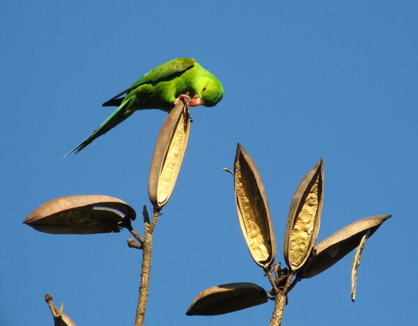 A wild Plain Parakeet feeds on seed pods