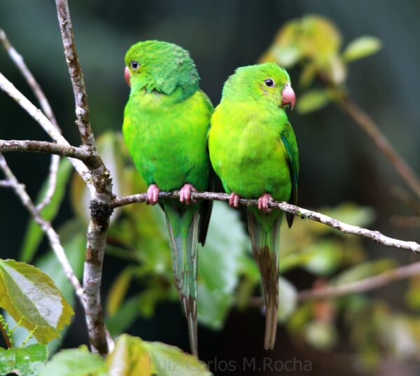 Wild Plain Parakeets perch on a thin branch