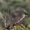 A wild Plum-crowned Parrot perches on a branch