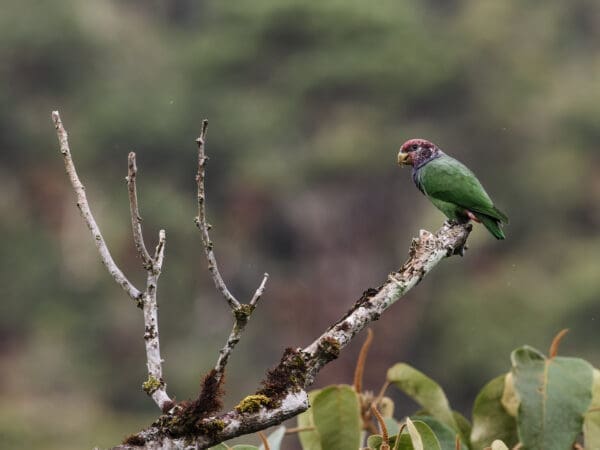 A wild Plum-crowned Parrot perches on a branch