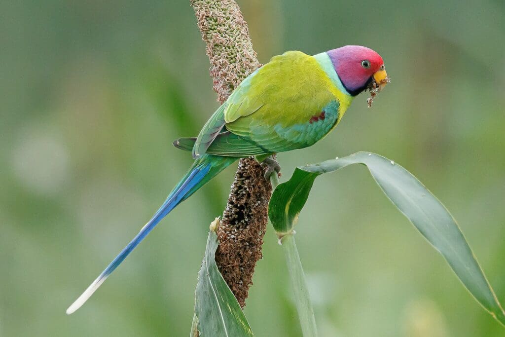 Plum-headed Parakeet | World Parrot Trust