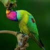 A wild male Plum-headed Parakeet feeds on fruit