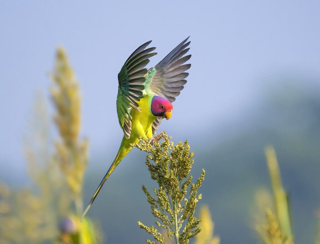 Plum-headed Parakeet | World Parrot Trust