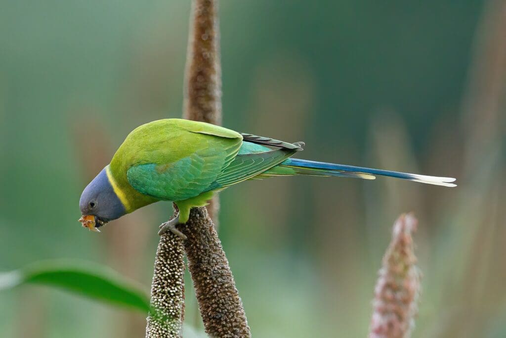 パラキートコンプリートスキン/Plum headed Parakeet パラキートコンプリートスキン/Plum headed Parakeet （37 Plum