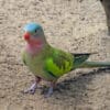 A Princess Parrot forages on the ground