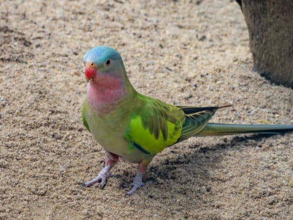 A Princess Parrot forages on the ground