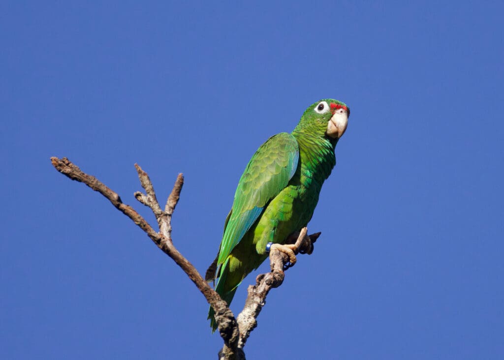 https://parrots.org/wp-content/uploads/1990/09/Puerto-Rican-Amazon-Steve-Milpacher-1024x732.jpg