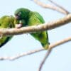 Wild Puerto Rican Amazons preen each other