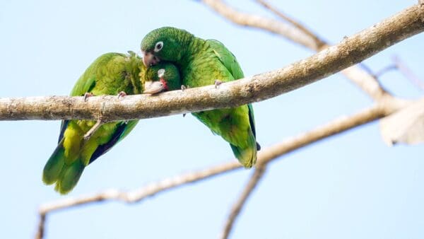 Wild Puerto Rican Amazons preen each other