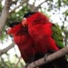 Purple-bellied Lories perch on a branch
