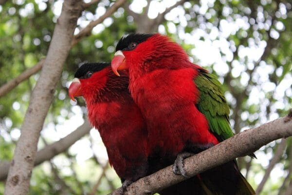 Purple-bellied Lories perch on a branch