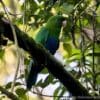 A wild Purple-bellied Parrot perches in a tree