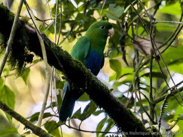 A wild Purple-bellied Parrot perches in a tree