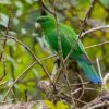 A wild Purple-bellied Parrot perches on a twig