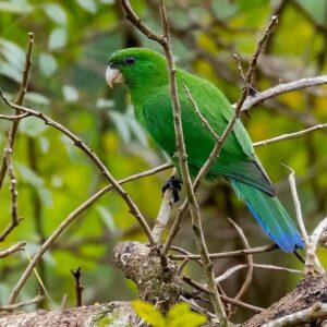 A wild Purple-bellied Parrot perches on a twig